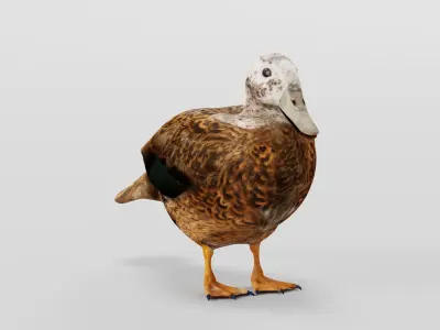 Laysan Teal Duck Bird 3D model