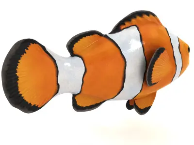  Clown Fish 3D model