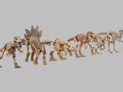 Dinosaurs Skeletons Collection Low-poly 3D model