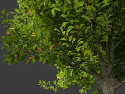 Prunus virginiana - Chokecherry 01 3D model