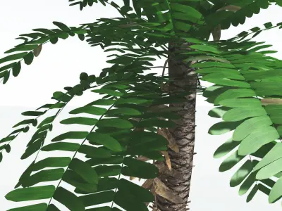 EVERYPlant Pseudoctnis Cycad LowPoly 3 --12 Models-- Low-poly 3D model