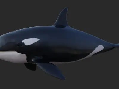 Killer Whale Animated 8K Low-poly 3D model