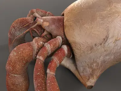 Hermit crab 3D model