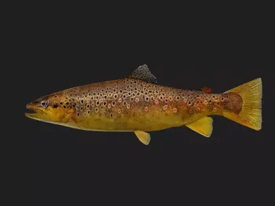 BrownTrout Low-poly 3D model