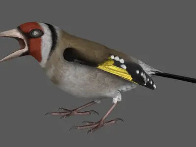 European Goldfinch Rigged 3D model