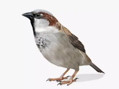 Sparrow flying in air Low-poly 3D model