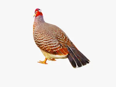 Pheasant Free 3D model