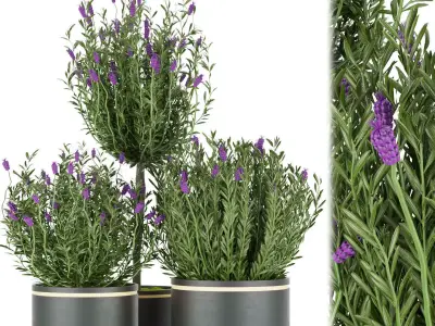 Collection plant vol 60 Free 3D model