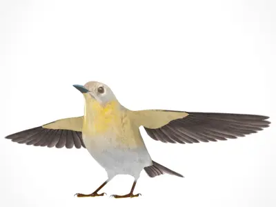 3D Bird Pack Pine Warbler Male and Female Low-poly 3D model Low-poly 3D model