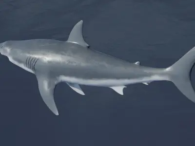 Great White Shark NO Rigged in Blender Low-poly 3D model