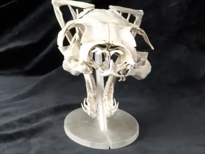 Gaboon Viper Snake Skull Free 3D print model
