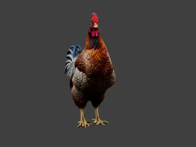 Chicken Animal Low-poly 3D model