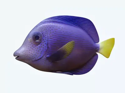 Zebrasoma Fish 2 3D model