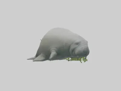 Manatee grazing on seagrass model Low-poly 3D model