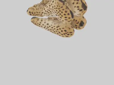 Cheetah Paws 3D model