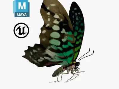 Butterfly Tayled Jay - Graphium 3D model