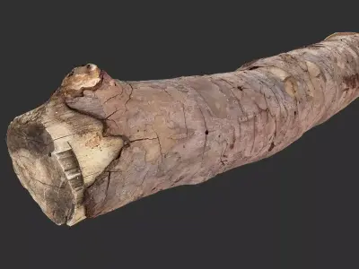 A section of tree 3d scan in highpoly 3D model