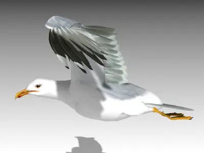 Seagull Low-poly 3D model