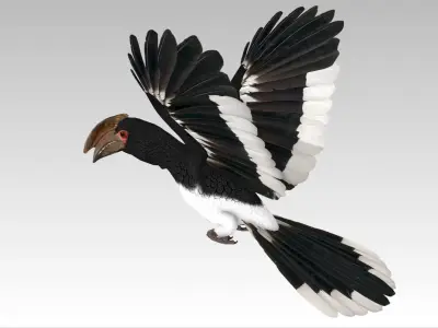 Trumpeter Hornbill Low-poly 3D model