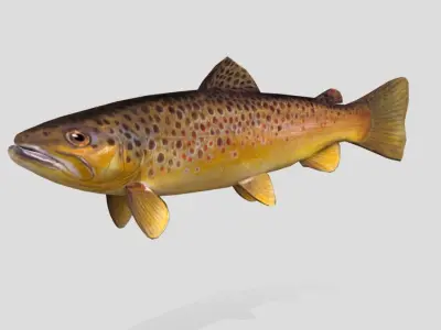 Brown Trout Realistic Animated Low-poly 3D model