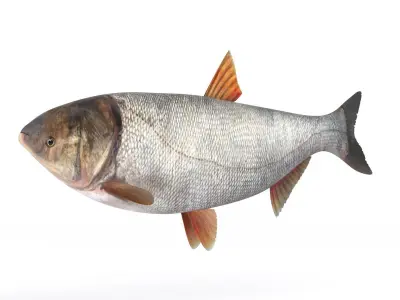 Silver Carp 3D model