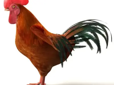 Chicken Rigged 3D model 3D model