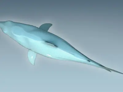 Shark dolphin 3D model