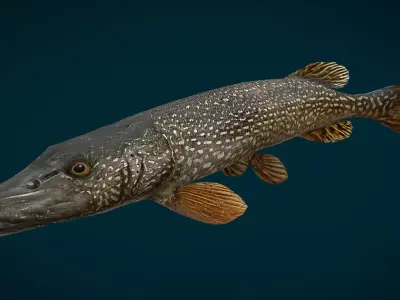Northern Pike Animated Low-poly 3D model