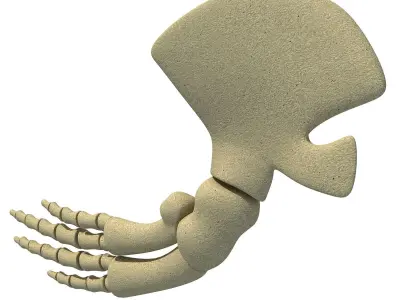 Whale Flipper Shoulder Bones 3D model