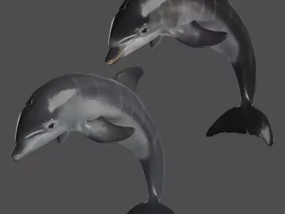 Bottlenose Dolphins Young Animation - VFX Grace 3D model