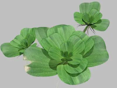 Pistia plant 3D model