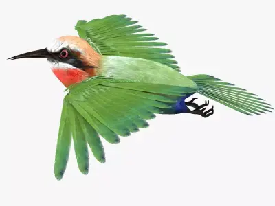 Bee Eater bird rigged 3d model Low-poly 3D model