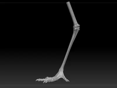 The noble and pure white egret 3D model