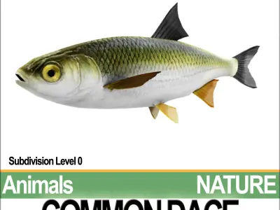Common Dace 3D model