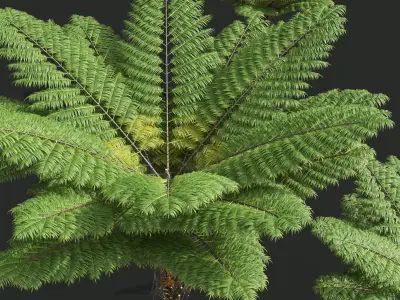 Spinulosa Fern Decorative 3 trees Free 3D model