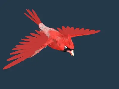 Cardinal bird 3D model