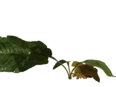 Broadleaf Ground Plant Sprig Pack Low-poly 3D model