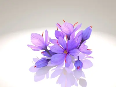 Crocus Blossom Low-poly 3D model