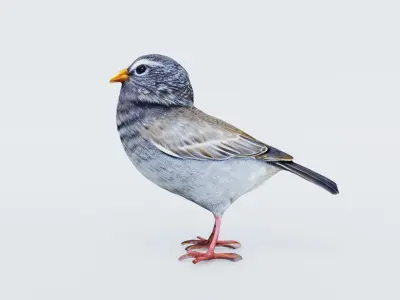Bird Animal Free 3D model purchase