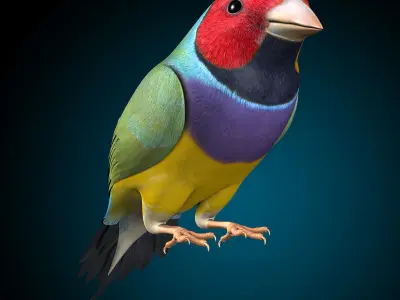 Finch - Wings Folded 3D model