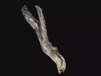 Tree trunk 3d scan highpoly 3D model