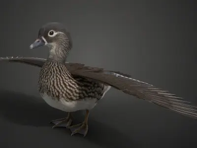 Mandarin Duck Female Animated VFX Grace 3D model
