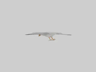 European Herring Gull flying model Low-poly 3D model