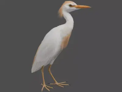 Cattle Egret Animation 3D model