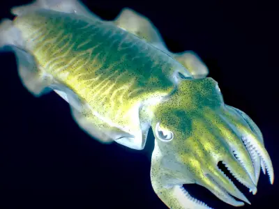 Golden Cuttlefish 3D model