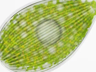 Phacus Low-poly 3D model