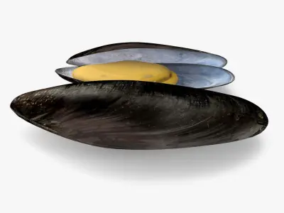 Mussel Shell 3D model