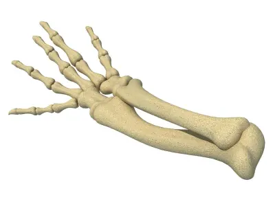 Animal Hand Bones 3 3D model