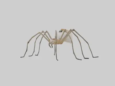 Daddy Longlegs Spider Low-poly 3D model