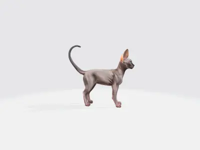 Sphynx Cat Model Animated and Rigged 3D model